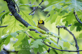 Hooded Warbler