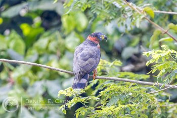 Hook-Billed Kite