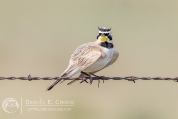 Horned Lark