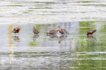 Hudsonian Godwit
