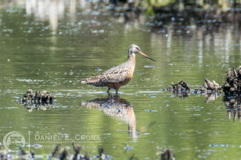 Hudsonian Godwit