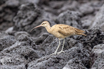 Hudsonian Whimbrel