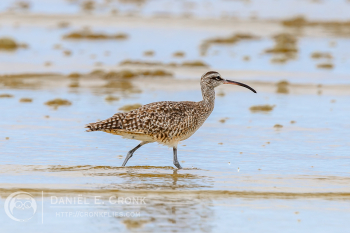 Hudsonian Whimbrel