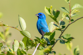 Indigo Bunting