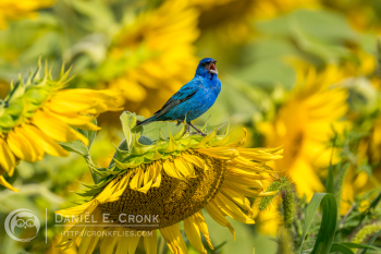 Indigo Bunting