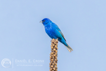 Indigo Bunting