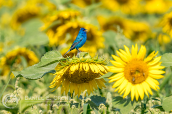 Indigo Bunting