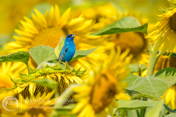 Indigo Bunting