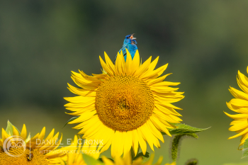 Indigo Bunting