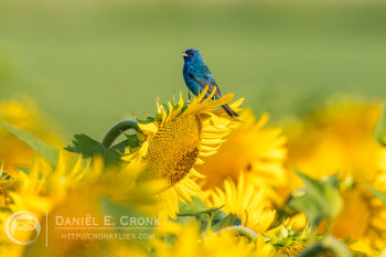 Indigo Bunting
