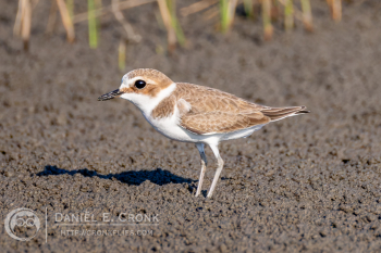 Kentish Plover
