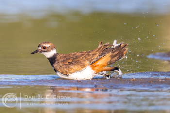 Killdeer