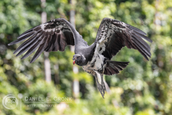 King Vulture