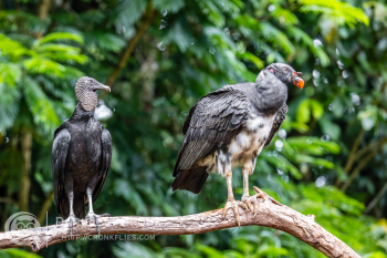 King Vulture