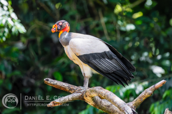 King Vulture