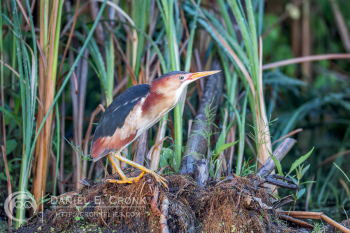 Least Bittern