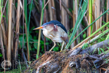 Least Bittern