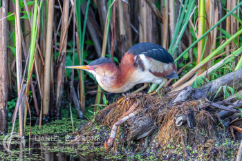 Least Bittern