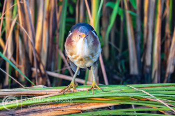 Least Bittern