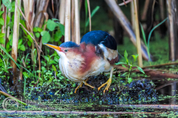 Least Bittern