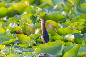 Least Bittern