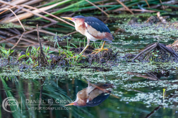 Least Bittern