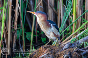 Least Bittern