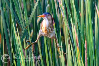 Least Bittern