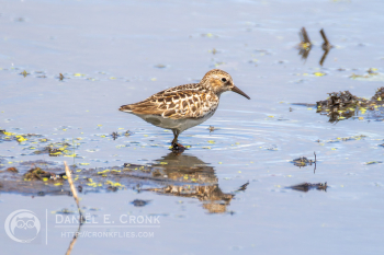 Least Sandpiper