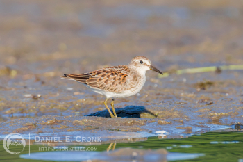 Least Sandpiper