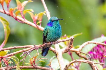Lesser Violetear