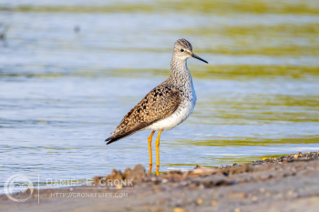 Lesser Yellowlegs