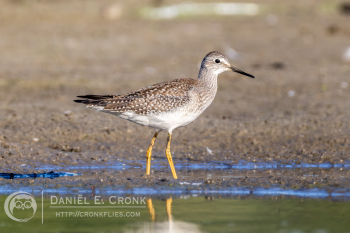 Lesser Yellowlegs