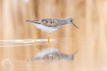 Lesser Yellowlegs
