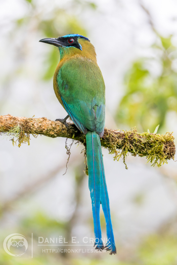 Lesson's Motmot