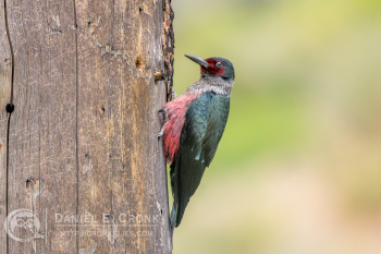 Lewis's Woodpecker