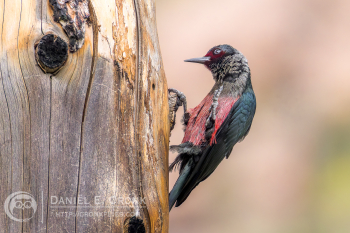 Lewis's Woodpecker