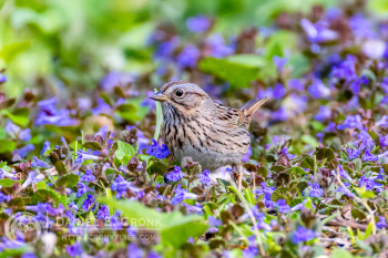 Lincoln's Sparrow