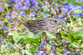 Lincoln's Sparrow