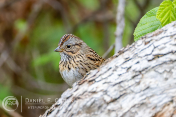 Lincoln's Sparrow