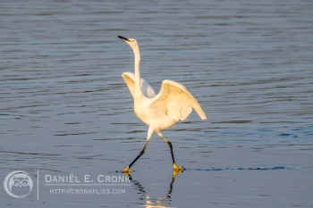 Little Egret