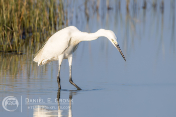 Little Egret