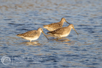 Long-Billed Dowitcher