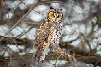 Long-Eared Owl