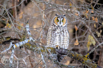 Long-Eared Owl