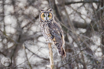 Long-Eared Owl