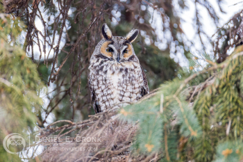 Long-Eared Owl
