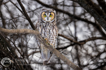 Long-Eared Owl