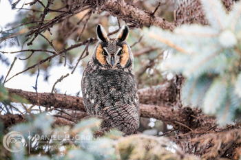 Long-Eared Owl