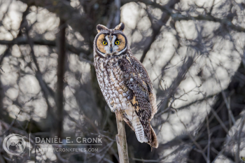 Long-Eared Owl